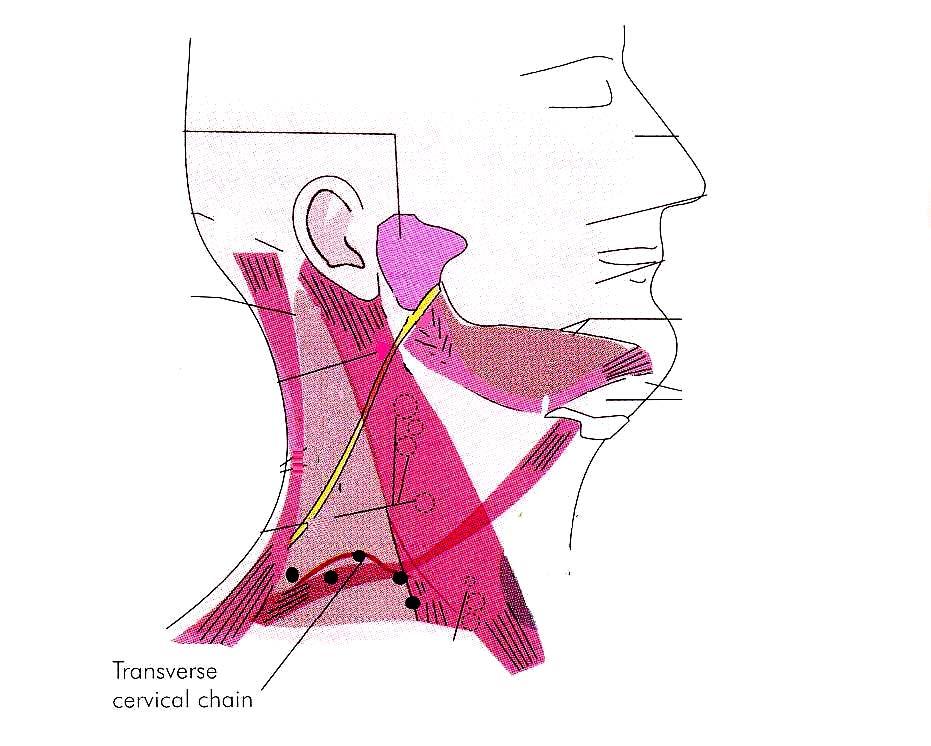Transverse cervical chain (supraclavicular nodes) It lies horizontally, along the trasverse cervical vessels, in the lower part of the posterior triangle.