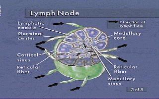 Structure of Lymph Nodes : Lymph nodes are oval-shaped of bean-shaped structures. Some are as small as a pinhead and others as large as a lima bean. Each lymph node is enclosed by a fibrous capsule.