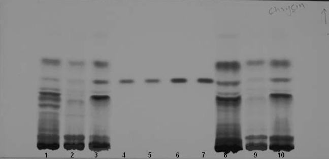 HPTLC Determination of Chrysin 315 Results and Discussion The plant Oroxylum indicum vent is of immense medicinal value.