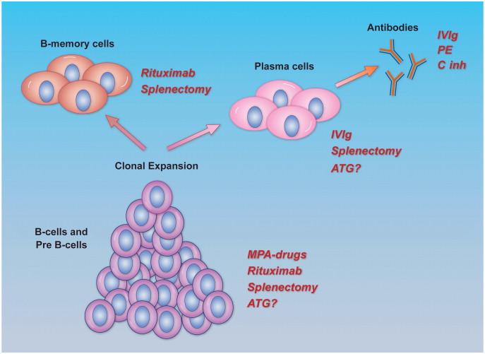 Mechanisms Underlying Treatment of AMR IV immune globulin Rituximab Plasmapheresis Photopheresis Anti-thymocyte globulin