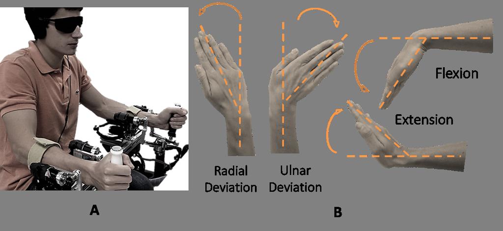Fig. 1: A) View of the experimental set-up. B) Human wrist degrees of Freedom (DoFs) tested in the current experiment: Flexion/Extension () and Radial/Ulnar deviation () A. Participants II.