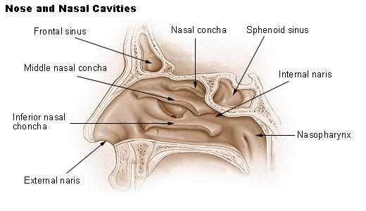 Anatomy: Lateral View From