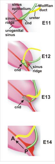 A revised model of ureter transposition the common nephric duct is absorbed into the expanding urogenital sinus.