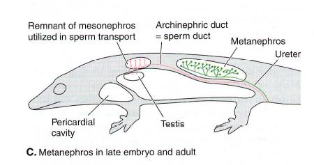 In birds in reptiles the ureter eparates from the nephric duct and