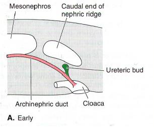 In mammals, the ureter separates from the nephric duct and enters the