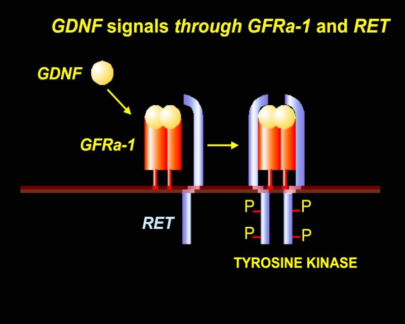 Ret via the Ret receptor (Gfra1) inducing