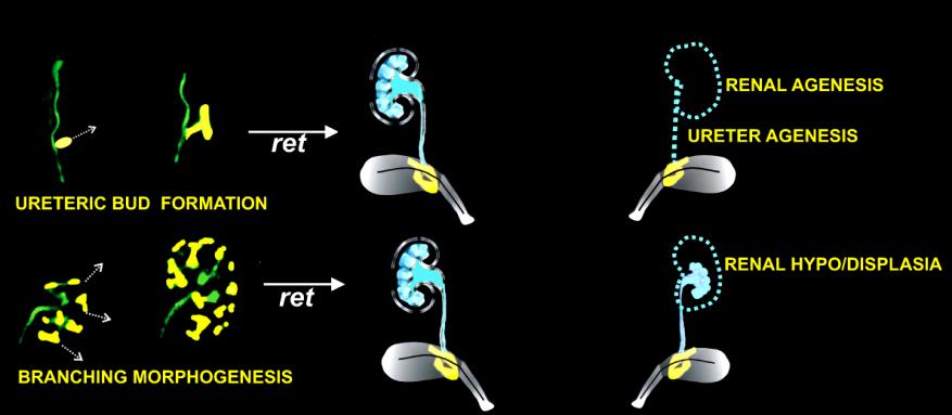 deletion of Ret, Gdnf or the Ret receptor Gfra1 results in