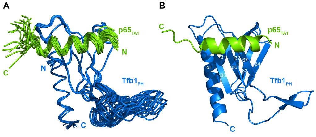 5570 Nucleic Acids Research, 2017, Vol. 45, No. 9 Figure 3. NMR structure of the Tfb1 PH p65 TA1 complex. (A) Overlay of the 20 NMR structures of the Tfb1 PH p65 TA1 complex.
