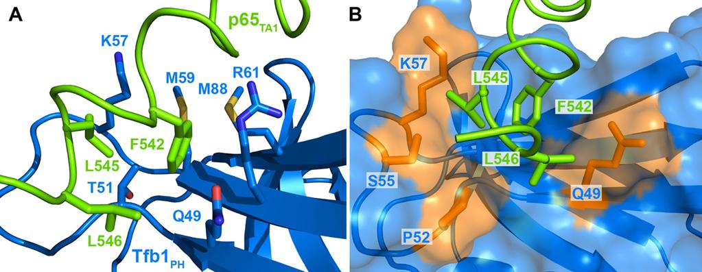 (B) Ribbon representation of the lowest-energy structure of the Tfb1 PH p65 TA1 complex with Tfb1 PH and p65 TA1 colored as in A. Secondary structure elements are indicated on Tfb1 PH.