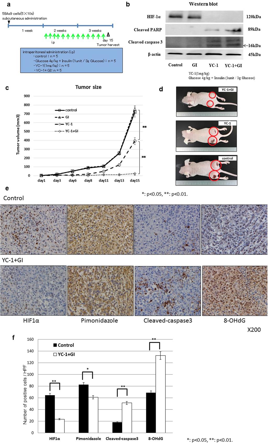 www.nature.com/scientificreports/ Figure 7. In vivo effect of YC-1 + GI treatment on tumour xenografts. (a) Experimental schedule of the YC-1 + GI treatment.