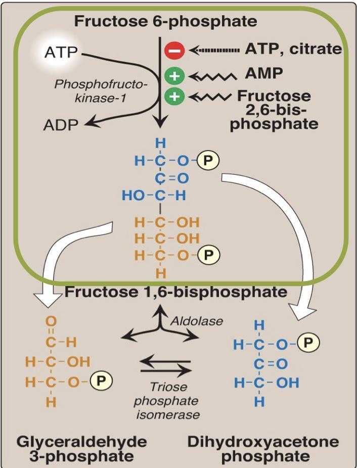 Regulation: PFK-1(phosphofructokinase-1) Inhibited by: - ATP (cell have plenty of energy (ATP) >stop glycolysis[by inhibiting the enzymes of glycolysis pathway ] ) - citrate (formed in the Krebs