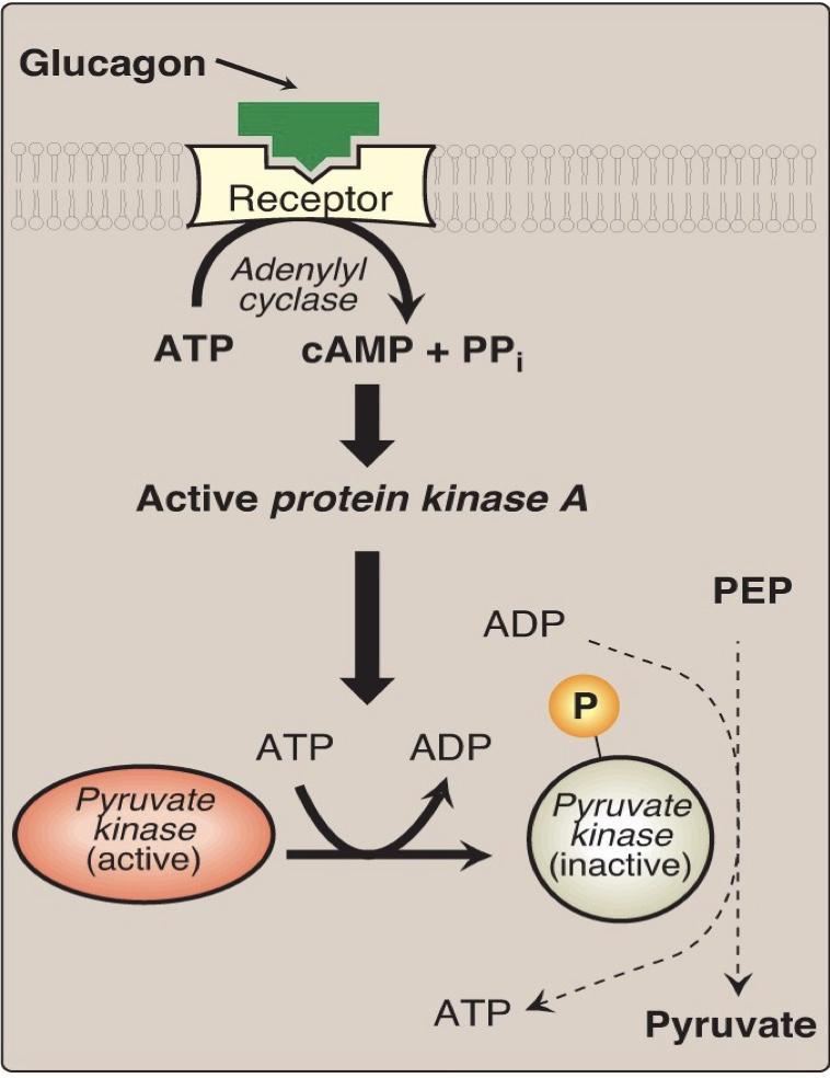 Pyruvate kinase covalent modification Glucagon is released when the body is starving (low ATP). Glucagon activate adenylyl cyclase. Adenylyl cyclase increases the production of camp.