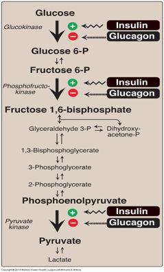 Long-Term Regulation of Glycolysis - Insulin ( Induction + ) Glucokinase Phosphofructokinase Pyruvate Kinase - Glucagon( Repression - ) Glucokinase Phosphofructokinase Pyruvate Kinase