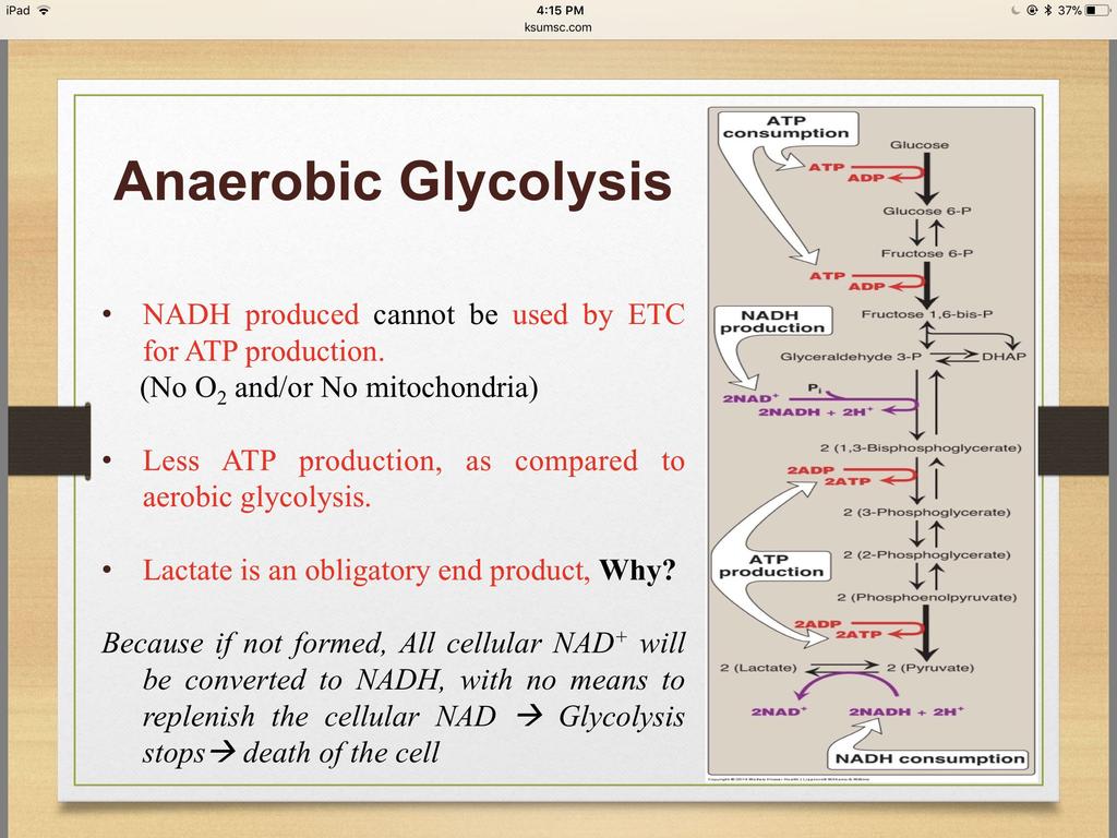 Anaerobic Glycolysis NADH produced cannot be used by ETC for ATP production. (No O2 and/or No mitochondria).