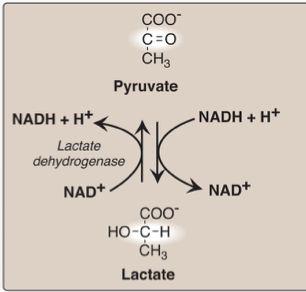 ) Because if is not formed, All cellular NAD+ will be converted to NADH, with no means to replenish (fill again) the cellular NAD > Glycolysis