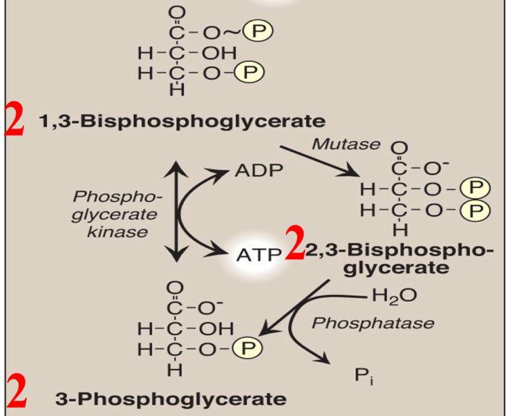 Anaerobic Glycolysis in RBCs (2,3-BPG Shunt) Mutase Mutase: (Team 436) It is important for association and dissociation between O2 and hemoglobin.