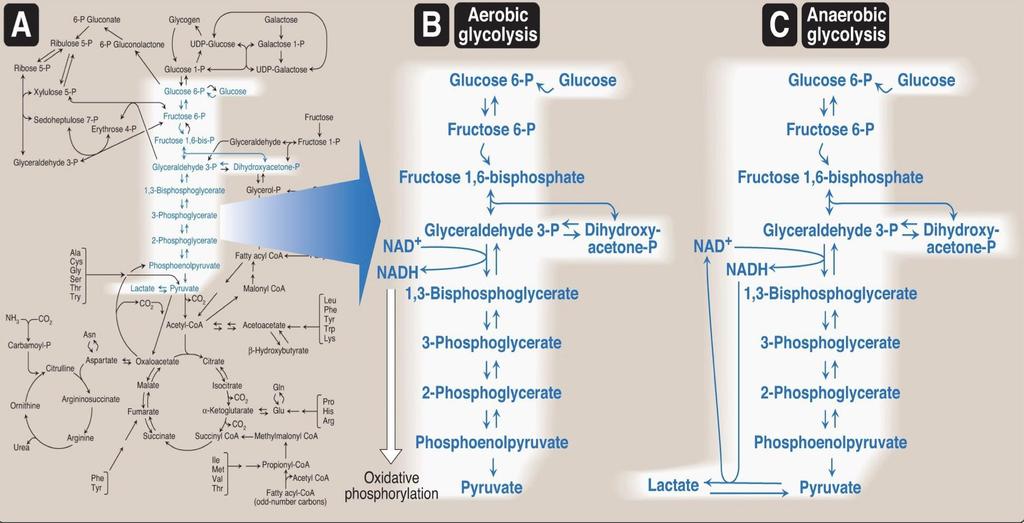 Aerobic VS Anaerobic Electron transport chain in the mitochondria Aerobic glycolysis: Starts with glucose. Ends up with pyruvate. Uses one NAD+ to make NADH.