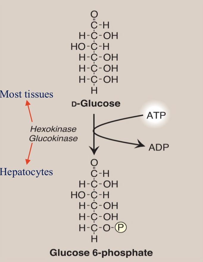 Aerobic glycolysis There are 10 steps in aerobic glycolysis: 3 irreversible steps (regulatory points) *important* 7 reversible steps