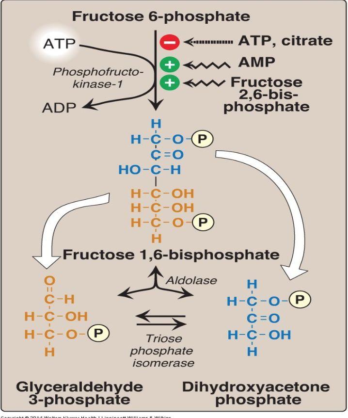 Aerobic glycolysis Reactions :3rd - 5th When ATP and Citrate are abundant they will inhibit the reaction. When AMP and Fructose 2,6-bisphosphate (switch) are abundant they will activate the reaction.