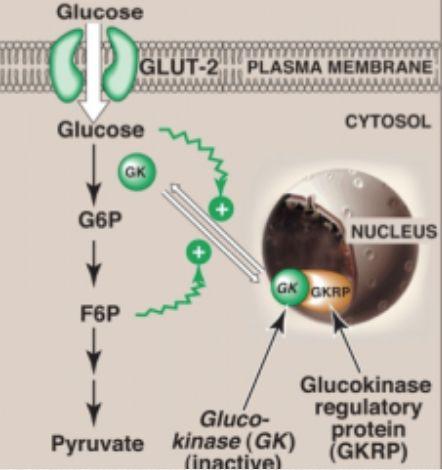 Regulation: Glucokinase/ Hexokinase Hexokinase: It is inhibited by the reaction product, glucose-6-p which accumulates when further metabolism of this hexose is reduced.
