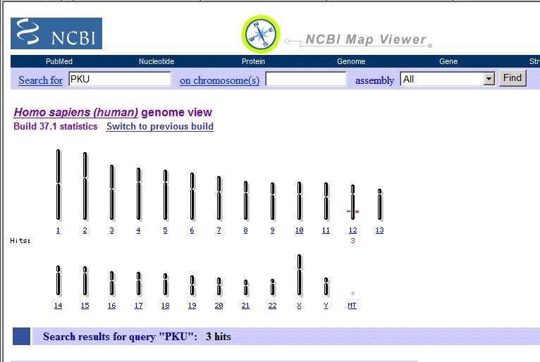 2. Now search PKU It turns out that the gene that codes for PA is on chromosome #12. 3. Gene: a linear sequence of bases in DNA that codes (information) for a specific function (job).