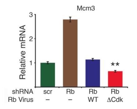 85 Figure 4.25: Mcm3 expression levels in C2C12 cells undergoing differentiation were analyzed by TAQMAN qrt-pcr and quantified to scr shrna levels.