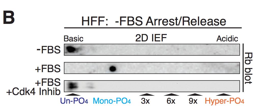 (+FBS) in the presence or absence of p16 adenovirus. Figure 5.