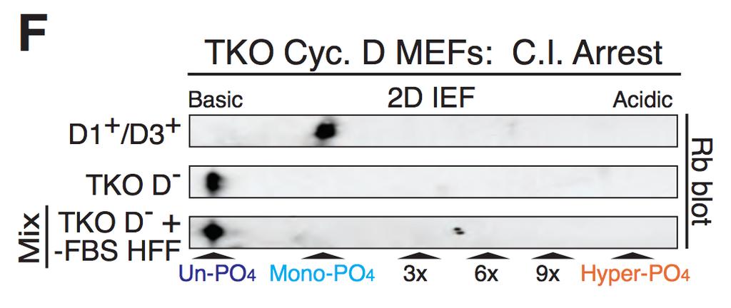 to remove endogenous D-type cyclins. Figure 5.8: 2D IEFs of contact inhibited arrested (C.I. Arrest) TKO Cyclin D MEFs.