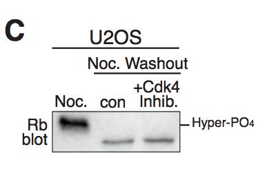 124 Figure 5.9: U2OS cells were treated with Nocadozole (Noc.
