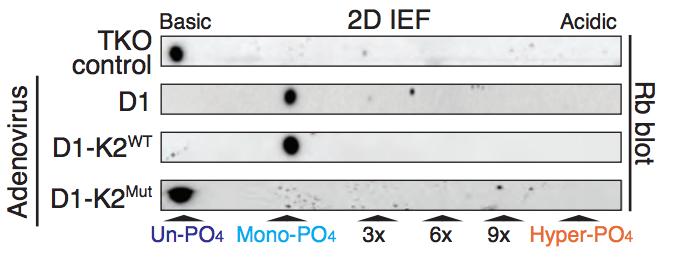 15: 2D IEFs of TKO D - cells that were serum starved and then released from serum starvation