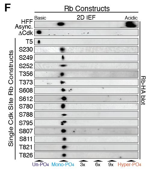 130 Figure 5.19: N-terminally HA tagged Rb constructs were transiently transfected into asynchronous 293T cells for 48 hours.