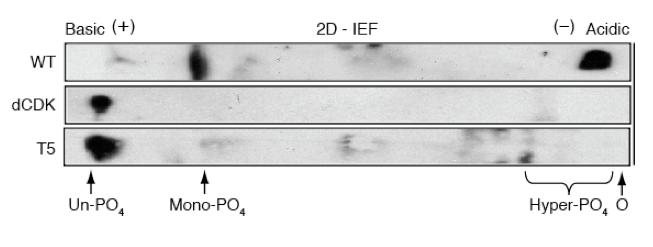 131 Figure 5.20: 2D IEF analyses of C-terminally tagged Rb constructs transiently transfected into asynchronous 293T cells.