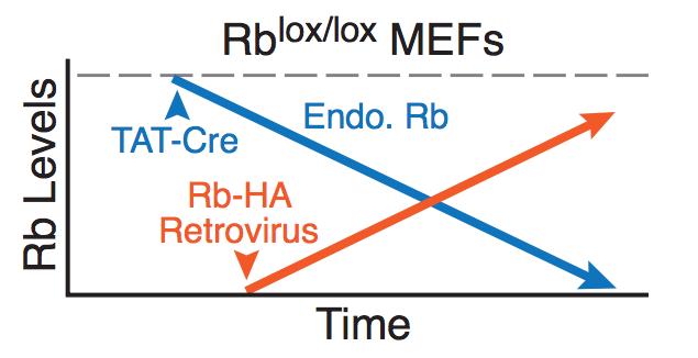 133 Figure 5.23: Schematic representation of retroviral infection system putting back an HA-tagged Rb retrovirus into Rb lox/lox MEFs.