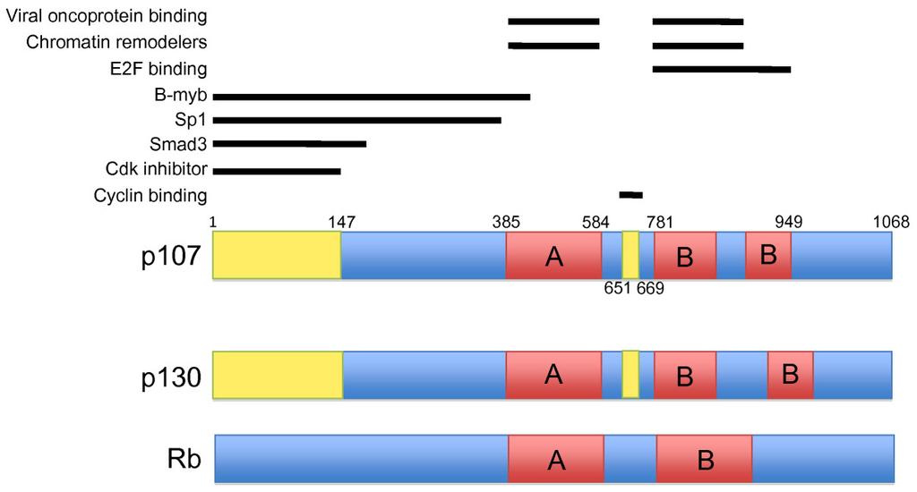 15 Figure 1.1: Schematic representation of the pocket protein family and the domains associated with each protein. All proteins have A and B box domains, E2F binding sites, among other domains.