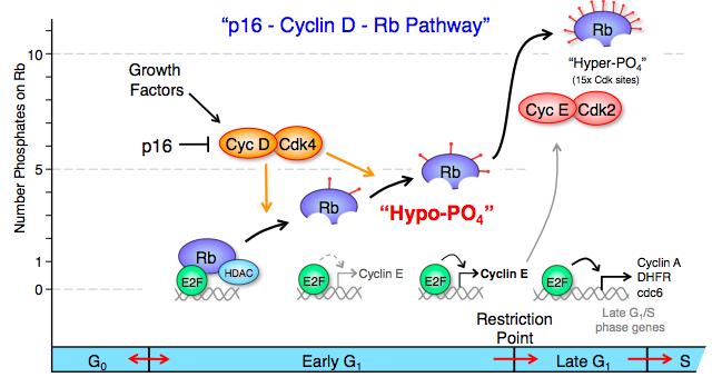 23 Figure 1.2: A schematic representation of the prevailing model of G 1 cell cycle progression, the so-called p16-cyclin D-Rb pathway.