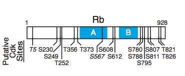 74 Figure 4.3: A schematic representation of the Cdk consensus phosphorylation sites on the human Rb molecule.