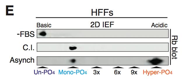 75 Figure 4.5: 2D IEFs of endogenous Rb in HFFs looking at serum starved (-FBS), contact inhibited (C.I.), and asynchronous (Asynch) conditions.