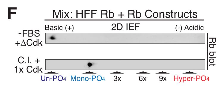 6: 2D IEF immunoblot analysis of Rb from HFFs serum deprived G 0 arrested (-FBS) mixed with #Cdk Rb construct standard (top panel),