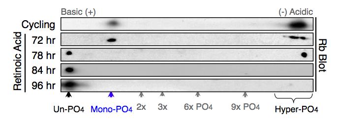 1 µm Retinoic Acid. Figure 4.