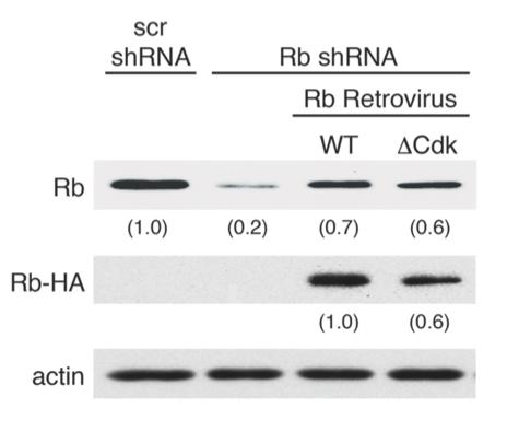 84 Figure 4.23: C2C12 cells were transfected with either a scrambled shrna (scr shrna) or Rb shrna.