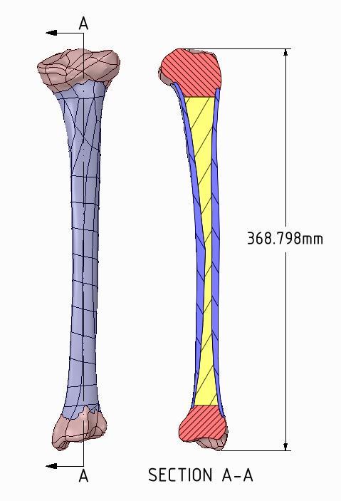5 software to analyze the FE results. Fig. 5. FE models of tibia bones: female; male. Table 1. Case studies classified by tibia models and bone materials.