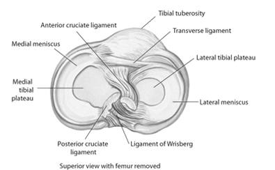 Three vasti muscles of quadriceps originate on proximal femur & insert on patellar superior pole insertion is ultimately on tibial tuberosity via patella tendon Iliotibial tract of tensor fasciae