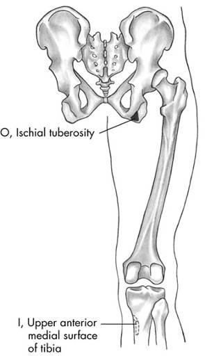 anteromedial tibia Semimembranosus inserts on posteromedial tibia Biceps femoris inserts on lateral tibial condyle & head of