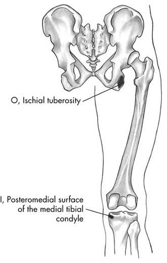 of hip Internal of flexed Posterior pelvic