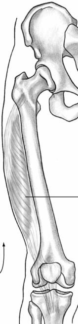 Vastus Medialis Knee Extension 2007   10-45