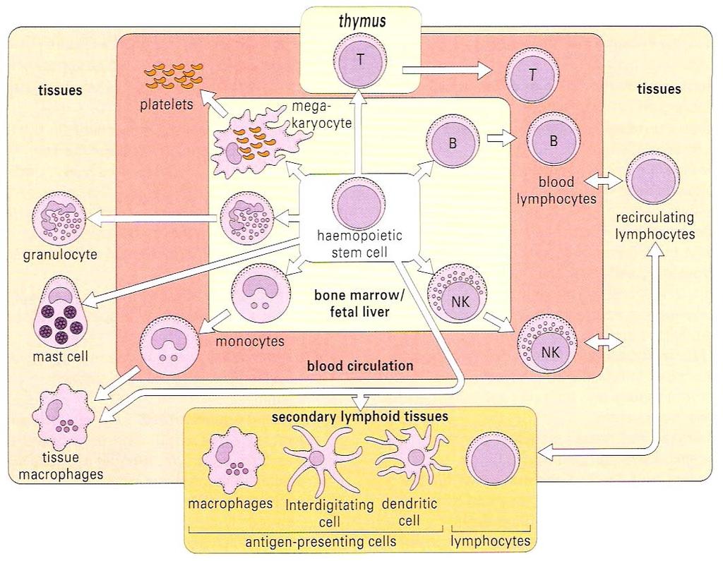 Sites of immune cell maturation, and function during the life time The immune cells are produced and mature in the bone marrow, but some such as the T-lymphocytes mature in the thymus.