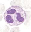 These cells have lobed, irregular shaped (polymorphic) nucleus.