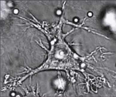 Dendritic Cells Dendritic cells are specialized phagocytic cells. They are found in most tissues of the body.