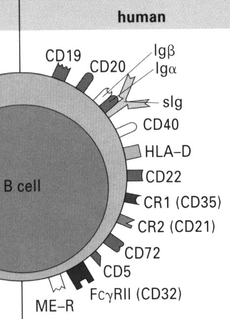 Surface Molecules of B Lymphocytes Ig H+L, B cell receptor for antigen. Ig /, signal transduction molecules. HLA-D, class II restricted major histocompatibility marker.