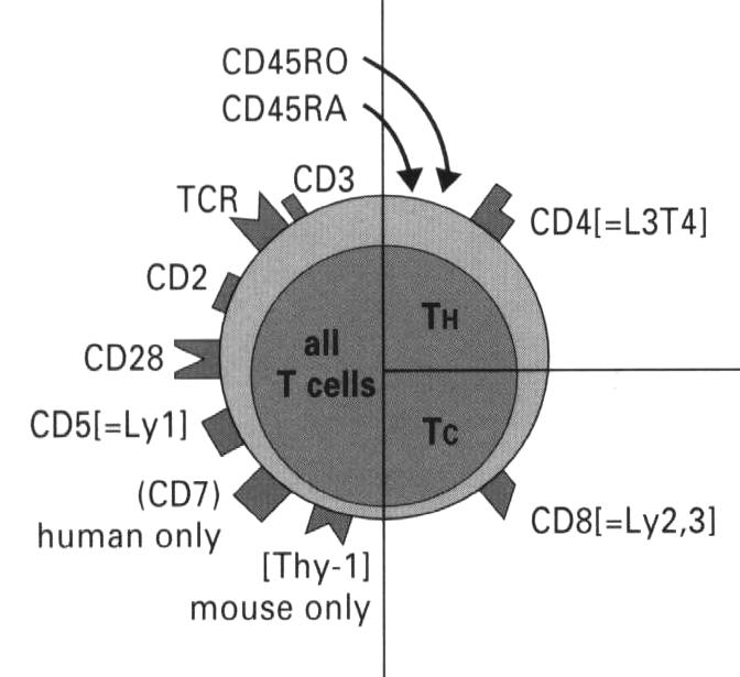 Surface Molecules of T Lymphocytes TCR, T cell receptor. CD3, TCR signaling complex. Thy-1, mouse T cell marker. CD45RO, Leukocyte common antigen for memory T cells.